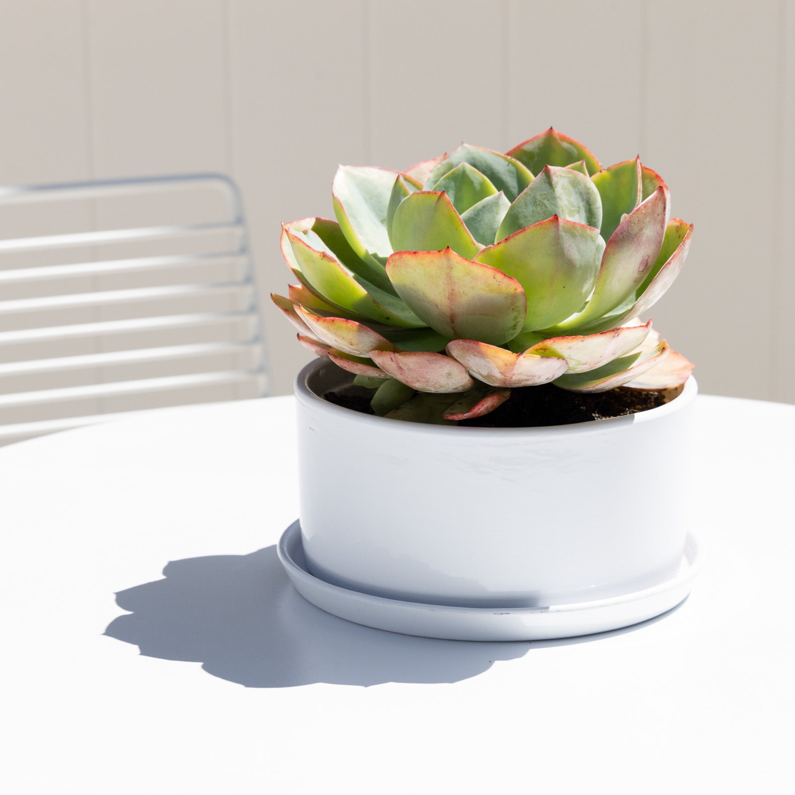 succulent in white pot Ava Succulent Round Pot with Saucer – Northcote Pottery