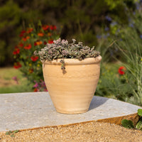 Rupee Planter