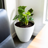 Self-Watering Egg Pot