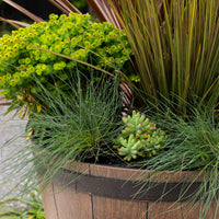 Whiskey Barrel Planter